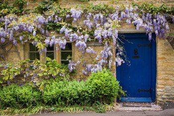 An old cottage is covered by a large wisteria vine in the small village of Longborough in the historic and picturesque region of the Cotswolds, England.