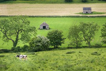 "Along Wash Brook" travel photograph by Nat Coalson. A black and white Holstein Friesian cow meanders across a lush, green pasture in the Peak District of Derbyshire, England. Prints available, for details click the Purchase link above.