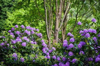 Bright purple rhododendrons burst forth from lush green bushes in a park in the heart of Gothenburg, Sweden. Prints available - for details click the Purchase link above.